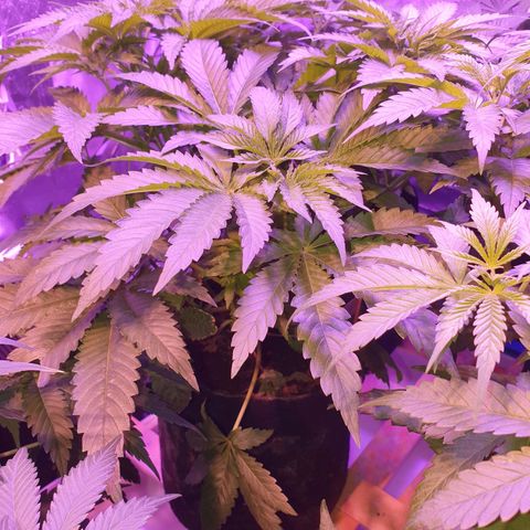 Shogun 1 growlog timeline photo