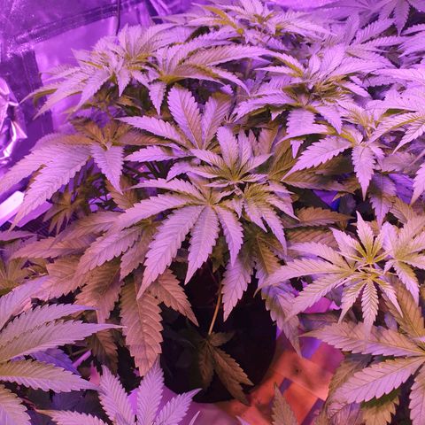 Shogun 1 growlog timeline photo
