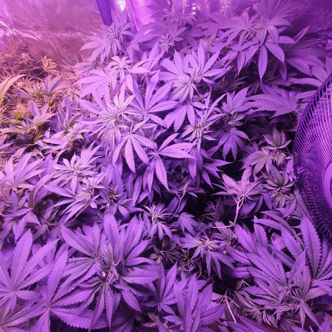 Shogun 1 growlog timeline photo