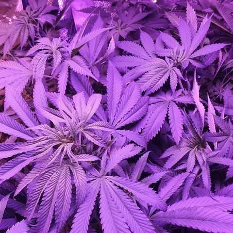 Shogun 1 growlog timeline photo