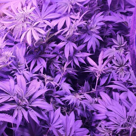 Shogun 1 growlog timeline photo