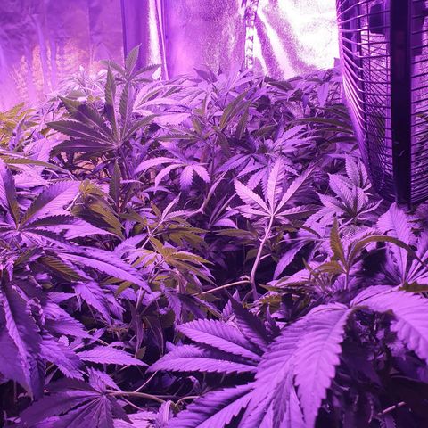 Shogun 1 growlog timeline photo