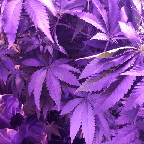 Shogun 1 growlog timeline photo