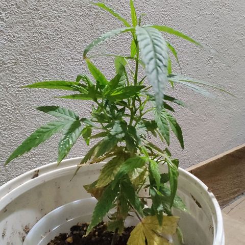 Swiss Dream CBD growlog timeline photo