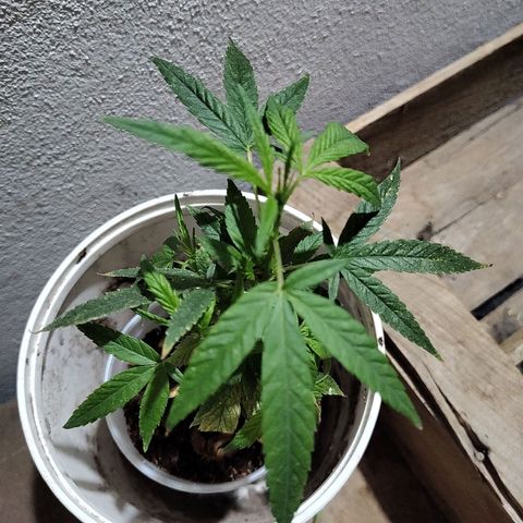 Swiss Dream CBD growlog timeline photo