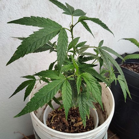 Swiss Dream CBD growlog photo: Indicios de arañuela, habías unas telitas de araña en el eje central