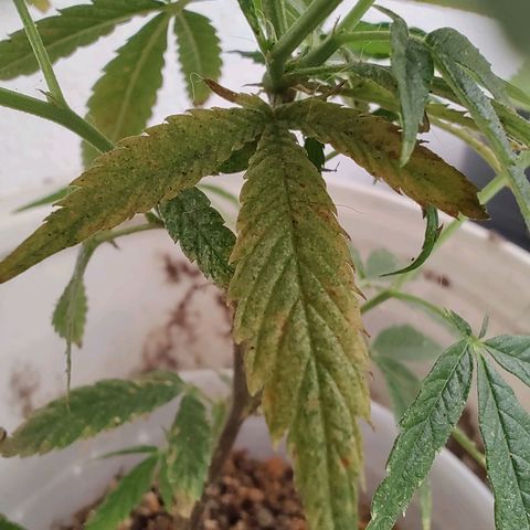 Swiss Dream CBD growlog photo: Indicios de arañuela, habías unas telitas de araña en el eje central