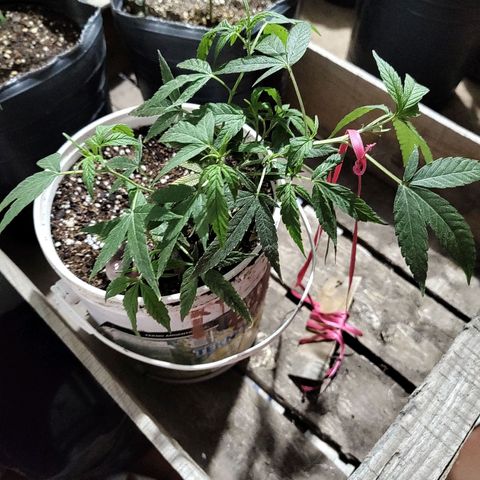 Swiss Dream CBD growlog timeline photo