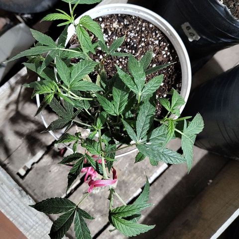 Swiss Dream CBD growlog timeline photo