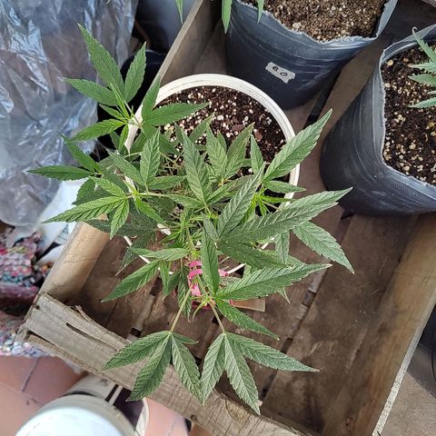 Swiss Dream CBD growlog timeline photo