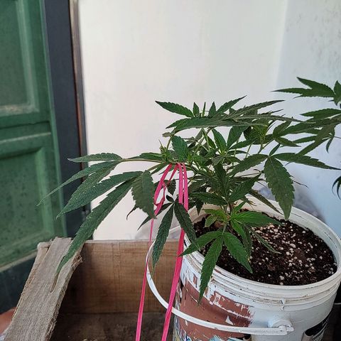Swiss Dream CBD growlog timeline photo