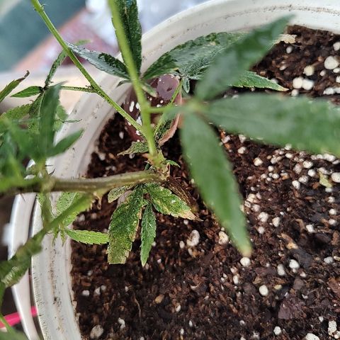 Swiss Dream CBD growlog timeline photo