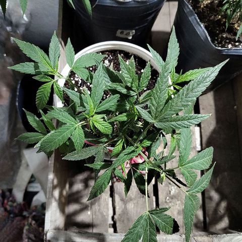 Swiss Dream CBD growlog timeline photo