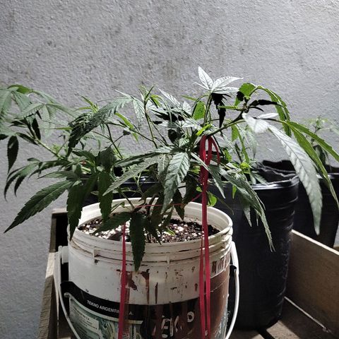 Swiss Dream CBD growlog timeline photo