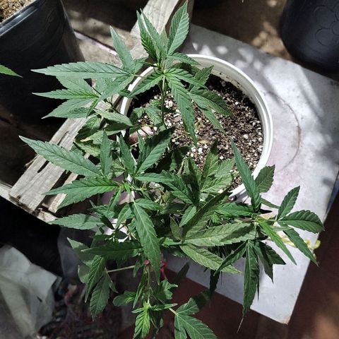 Swiss Dream CBD growlog timeline photo