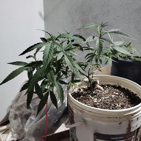 Swiss Dream CBD growlog timeline photo
