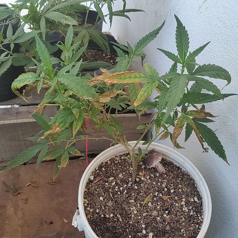 Swiss Dream CBD growlog photo: Totalmente quemada por el sol, resistiendo 