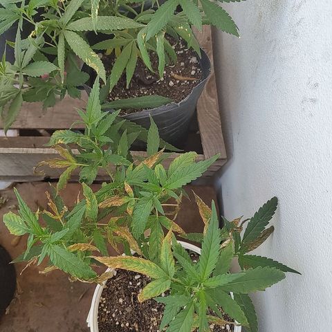 Swiss Dream CBD growlog photo: Totalmente quemada por el sol, resistiendo 