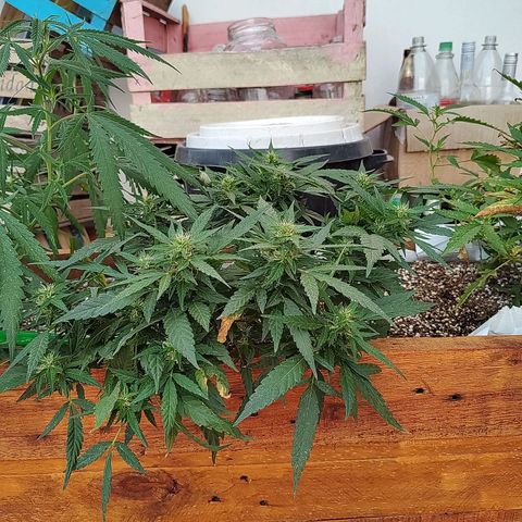 Swiss Dream CBD growlog timeline photo