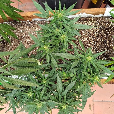 Swiss Dream CBD growlog timeline photo