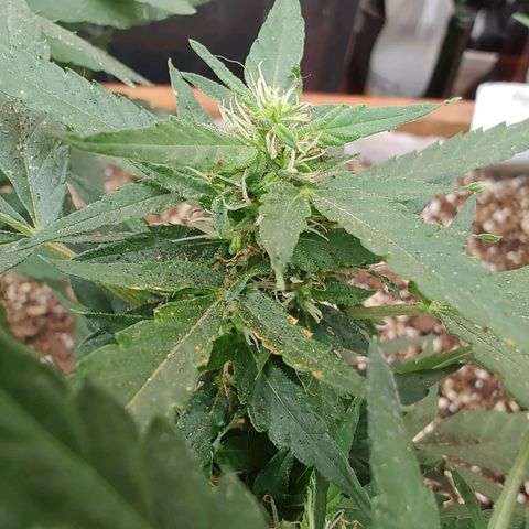 Swiss Dream CBD growlog timeline photo