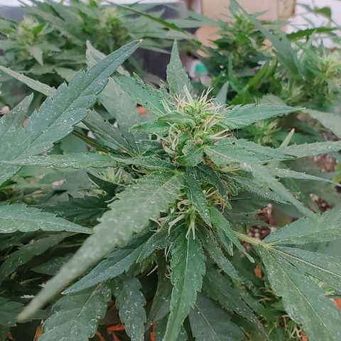 Swiss Dream CBD growlog timeline photo