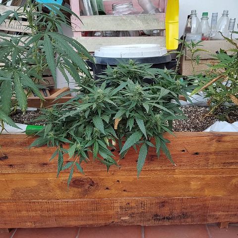 Swiss Dream CBD growlog timeline photo