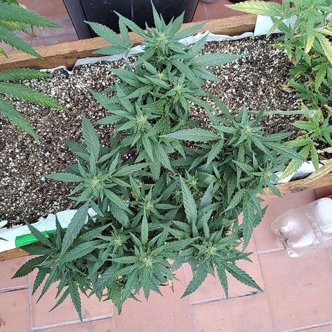 Swiss Dream CBD growlog timeline photo