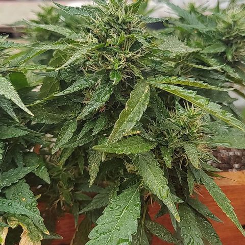Swiss Dream CBD growlog timeline photo