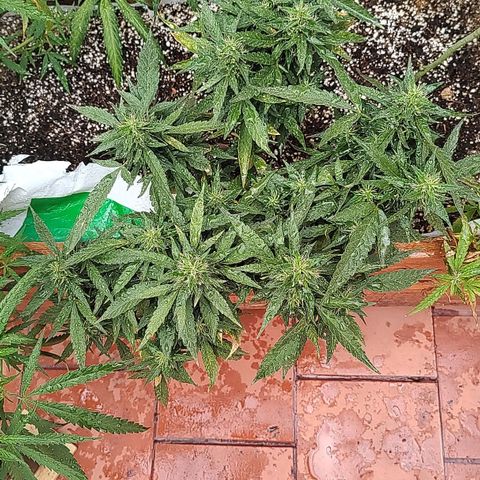 Swiss Dream CBD growlog timeline photo