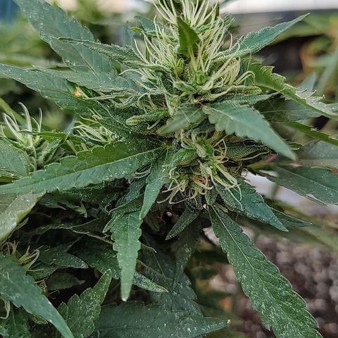 Swiss Dream CBD growlog timeline photo