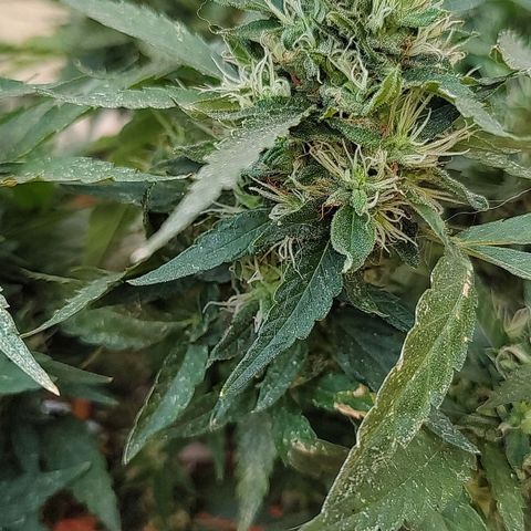 Swiss Dream CBD growlog timeline photo