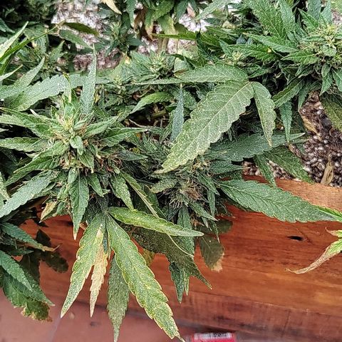 Swiss Dream CBD growlog timeline photo