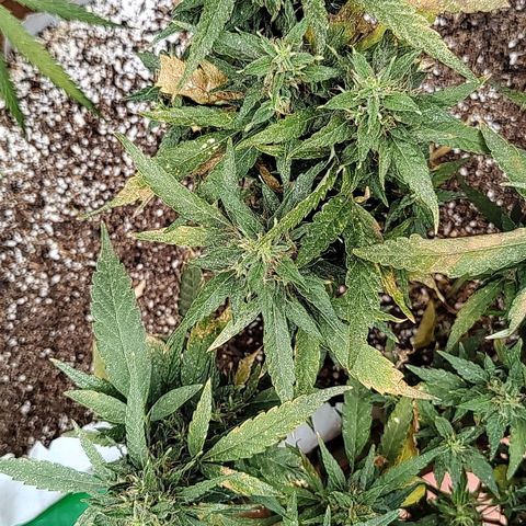 Swiss Dream CBD growlog timeline photo