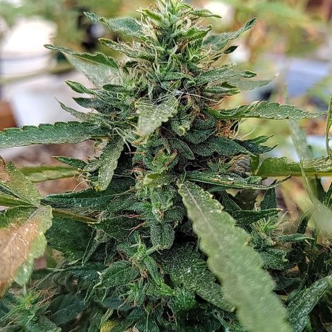 Swiss Dream CBD growlog timeline photo