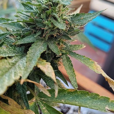 Swiss Dream CBD growlog timeline photo
