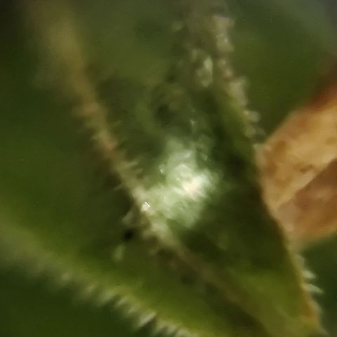 Swiss Dream CBD growlog timeline photo