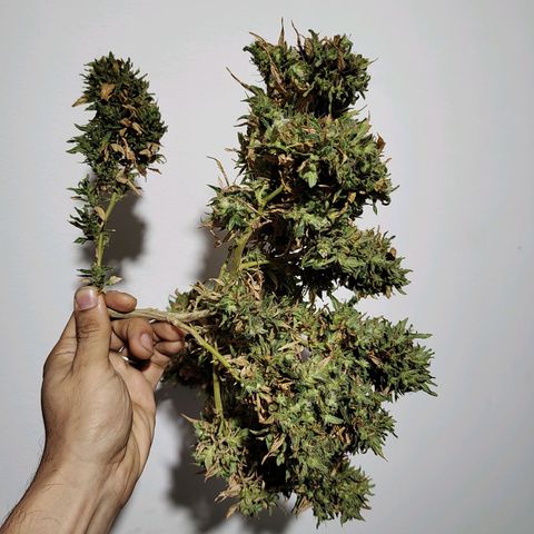 Swiss Dream CBD growlog timeline photo