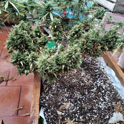 Swiss Dream CBD growlog timeline photo
