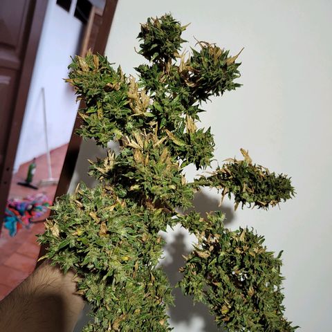 Swiss Dream CBD growlog timeline photo