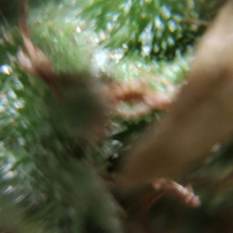 Swiss Dream CBD growlog timeline photo