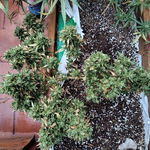 Swiss Dream CBD growlog timeline photo