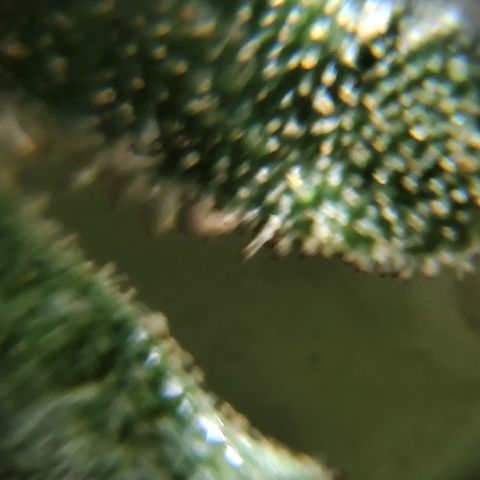 Swiss Dream CBD growlog timeline photo