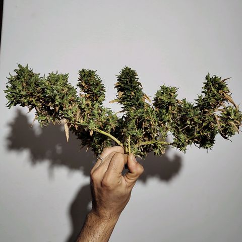Swiss Dream CBD growlog timeline photo