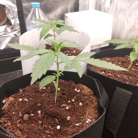 Syrup  growlog timeline photo