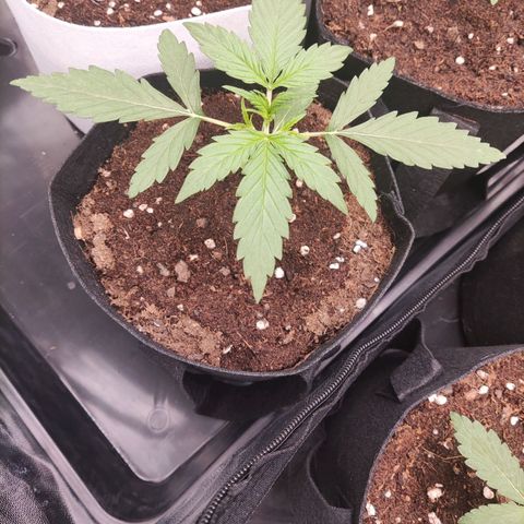 Syrup  growlog timeline photo