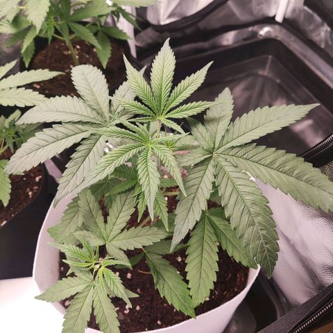 Macarena  growlog timeline photo
