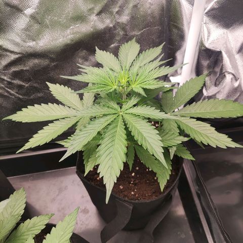 Ak auto tgb growlog timeline photo
