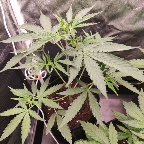 Syrup  growlog timeline photo