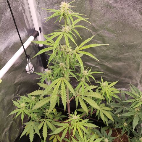 Syrup  growlog timeline photo